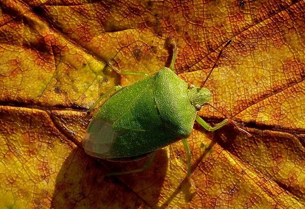 bzdocha (sk) / kněžice zeleninová (cz) Nezara viridula Linnaeus, 1758