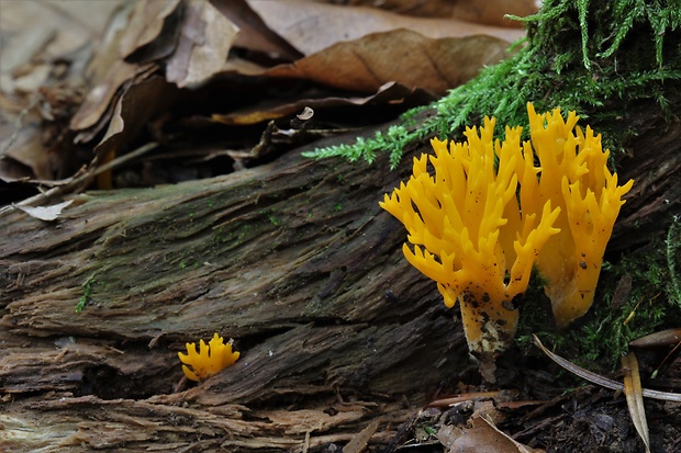 parôžkovec lepkavý Calocera viscosa (Pers.) Fr.