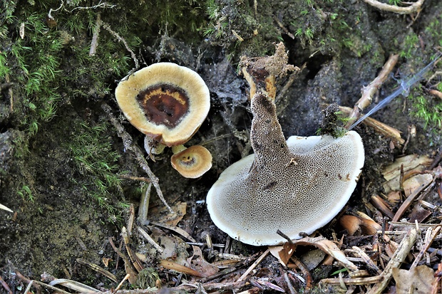 kožovník Coltricia sp.