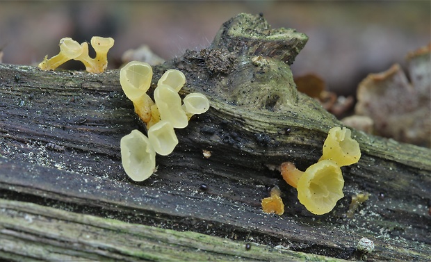 trasľavka pohárikovitá  Guepiniopsis buccina (Pers.) L.L. Kenn.