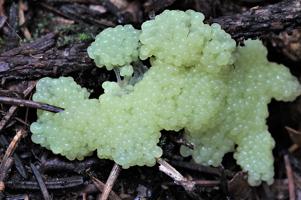 slizovka Myxomycetes