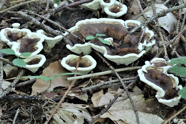 korkovec čiaškovitý Phellodon tomentosus (L.) Banker