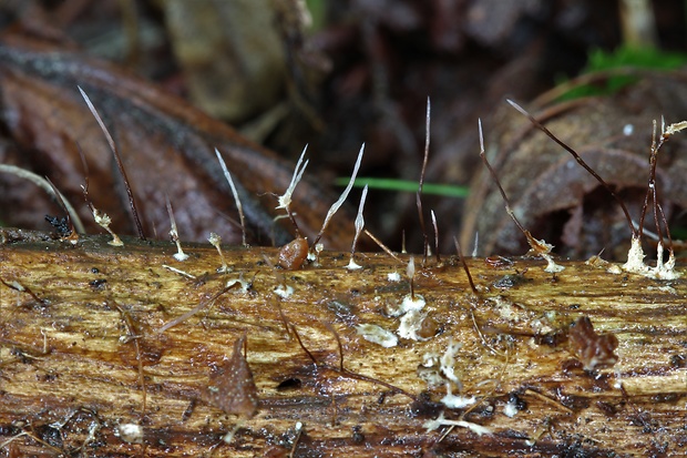 drevnatec Xylaria sp.