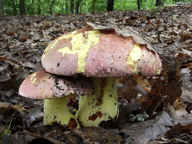 hríb kráľovský Butyriboletus regius (Krombh.) D. Arora & J.L. Frank