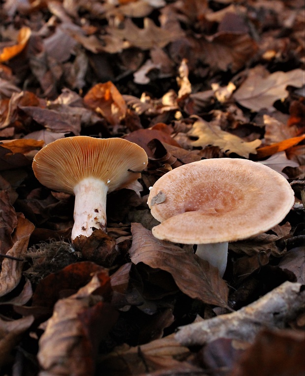 rýdzik Lactarius sp.