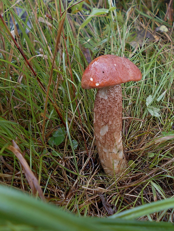 kozák dubový Leccinum aurantiacum (Bull.) Gray