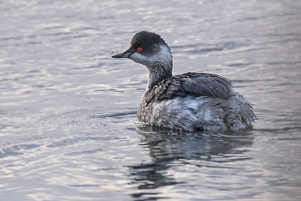 potápka čiernokrká  Podiceps nigricollis