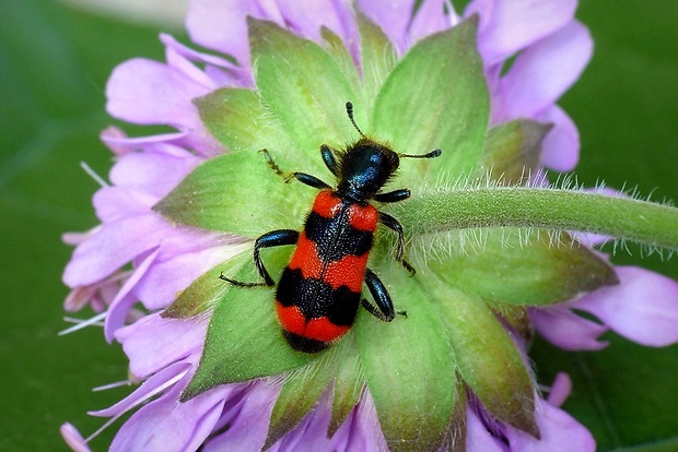 pestroš včelí (sk) / pestrokrovečník včelový (cz) Trichodes apiarius Linnaeus, 1758