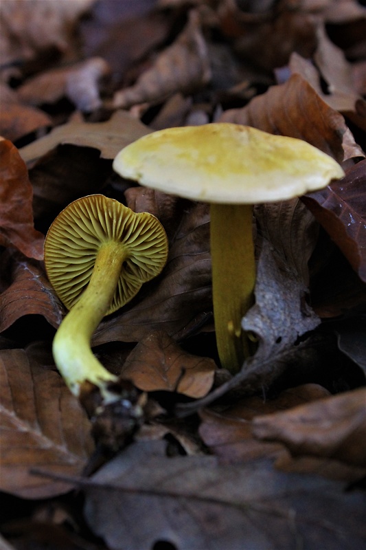 čírovka sírovožltá Tricholoma sulphureum (Bull.) P. Kumm.