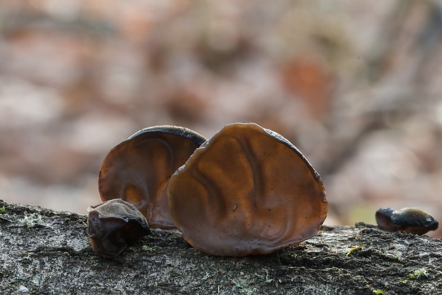 uchovec bazový Auricularia auricula-judae (Bull.) Quél.