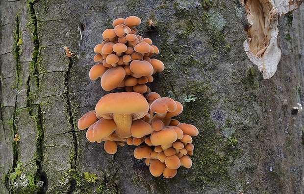 plamienka Flammulina sp.