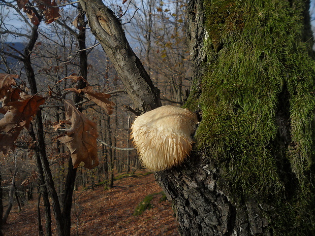 koralovec ježovitý Hericium erinaceus (Bull.) Pers.