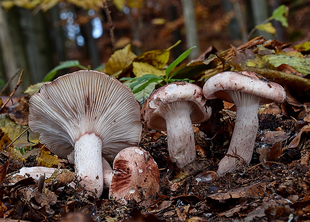 šťavnačka plávkovitá Hygrophorus russula (Schaeff.) Kauffman