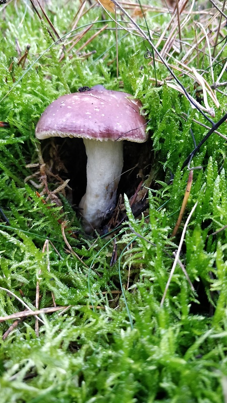 plávka Russula sp.