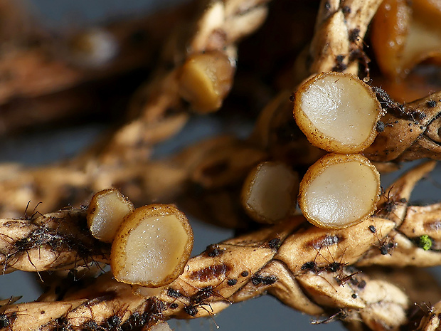 Strobiloscypha cupressina B. Perić & Pfister