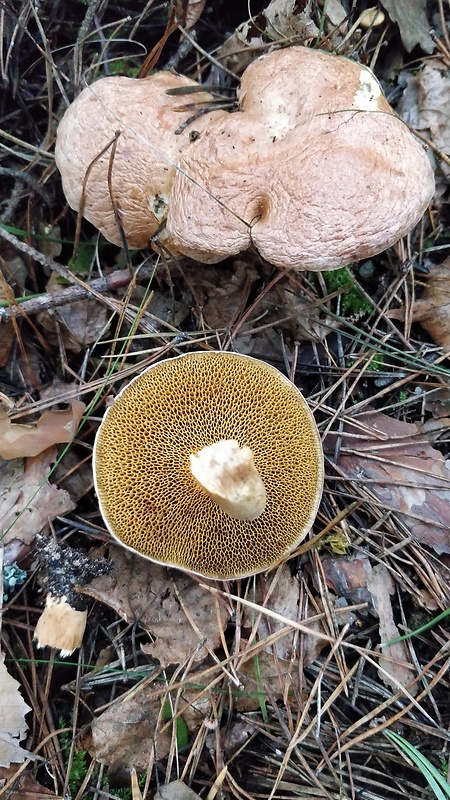 masliak kravský Suillus bovinus (Pers.) Roussel