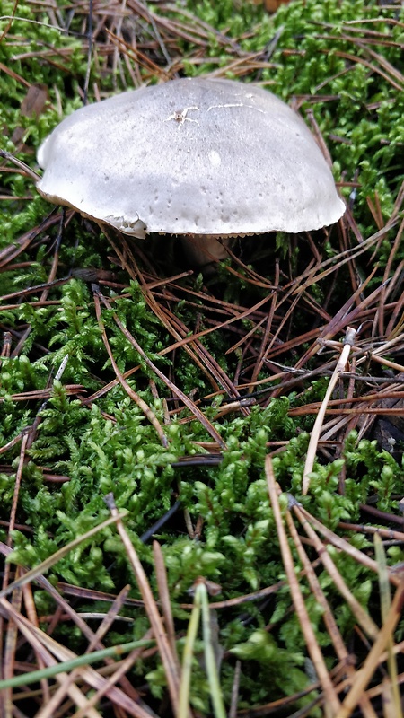 čírovka zemná Tricholoma terreum (Schaeff.) P. Kumm.