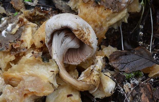 pošvovec cudzopasný Volvariella surrecta (Knapp) Singer