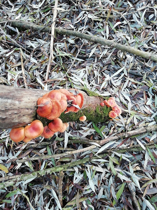 plamienka Flammulina sp.