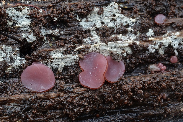 vrtidlovka Ascocoryne sp.