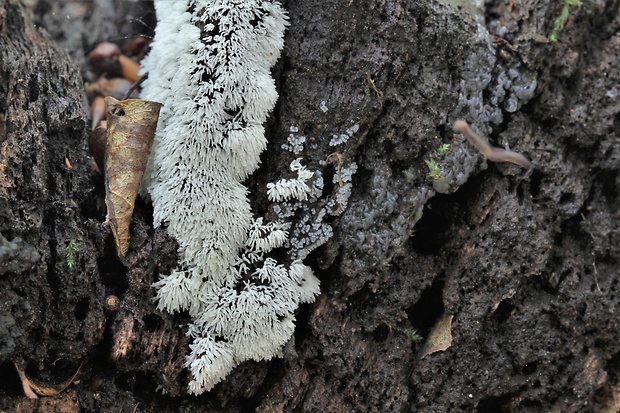 rohačka kríčkovitá Ceratiomyxa fruticulosa var. fruticulosa (O.F. Müll.) T. Macbr