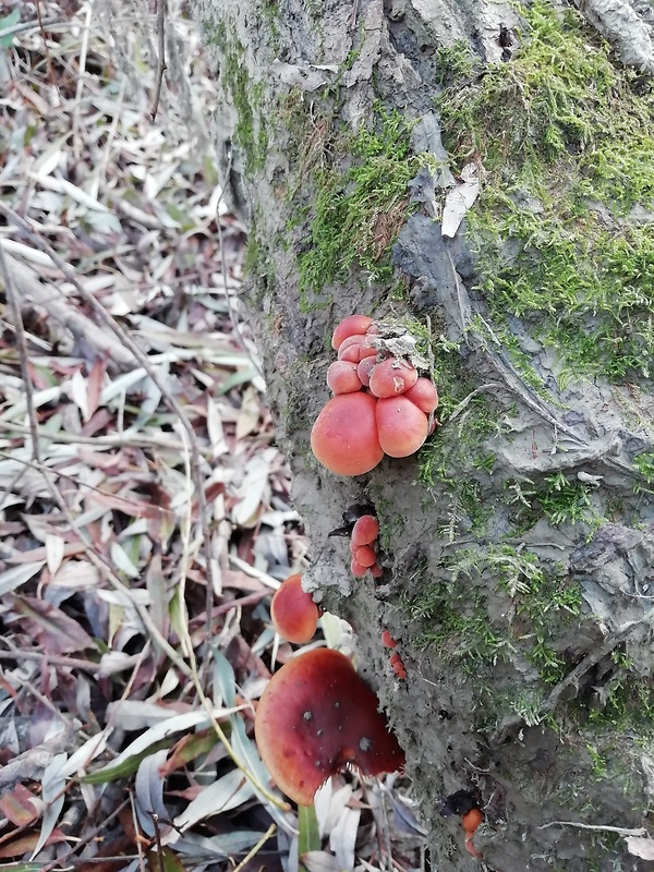 plamienka Flammulina sp.