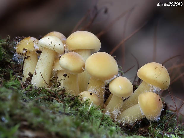 plamienka Flammulina sp.