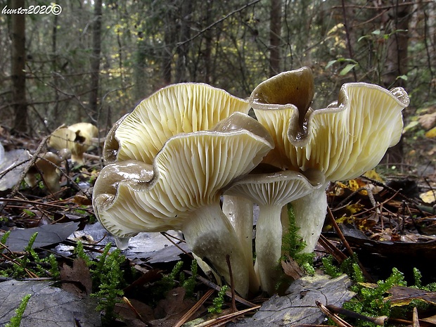 šťavnačka mrazová Hygrophorus hypothejus (Fr.) Fr.