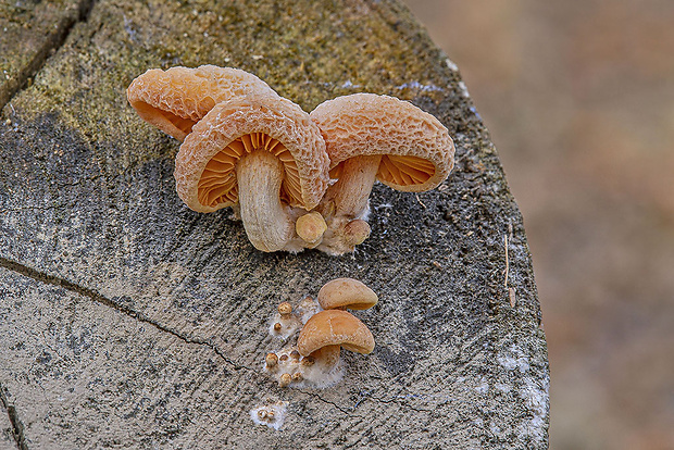 červenáčik obyčajný Rhodotus palmatus (Bull.) Maire