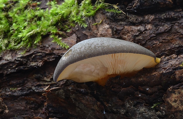 pňovka neskorá Sarcomyxa serotina (Pers.) P. Karst.