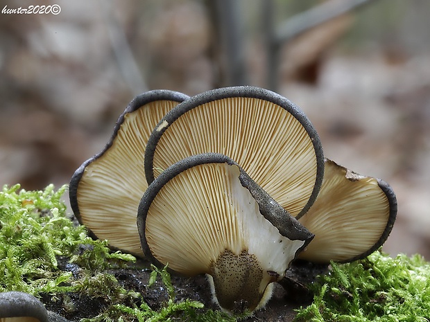 pňovka neskorá Sarcomyxa serotina (Pers.) P. Karst.