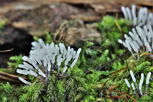 pazderka Stemonitopsis typhina (F.H. Wigg.) Nann.-Bremek.