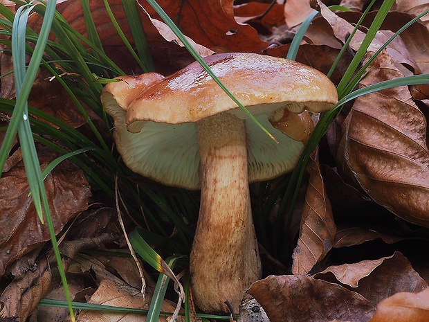 čírovka plavohnedá Tricholoma fulvum (Fr.) Bigeard & H. Guill.