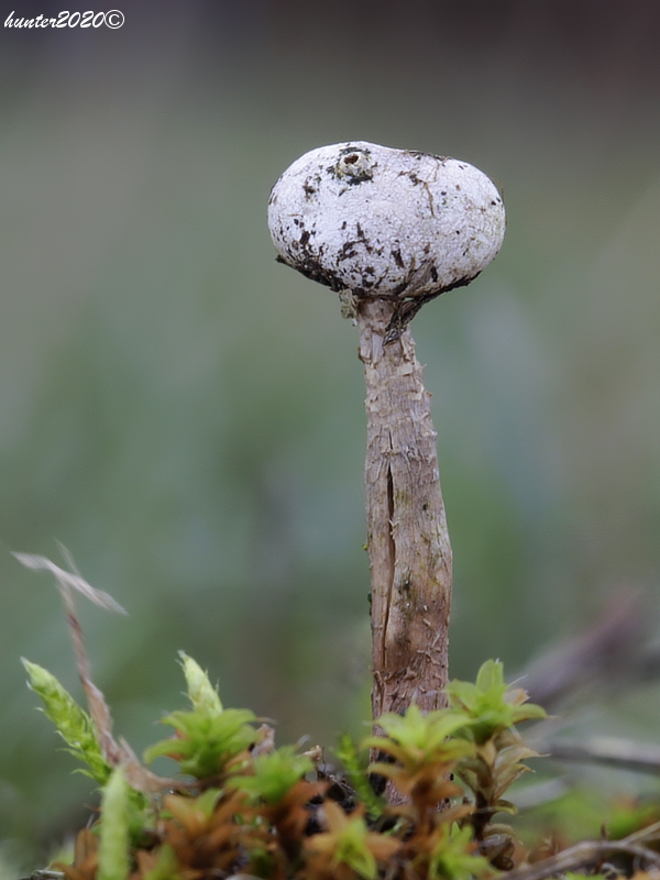 stopkovec zimný Tulostoma brumale Pers.