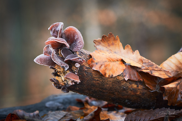 uchovec bazový Auricularia auricula-judae (Bull.) Quél.