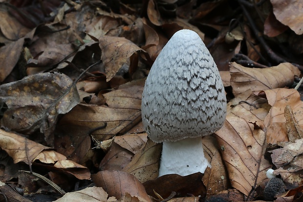 hnojník strakatý Coprinopsis picacea (Bull.) Redhead, Vilgalys & Moncalvo