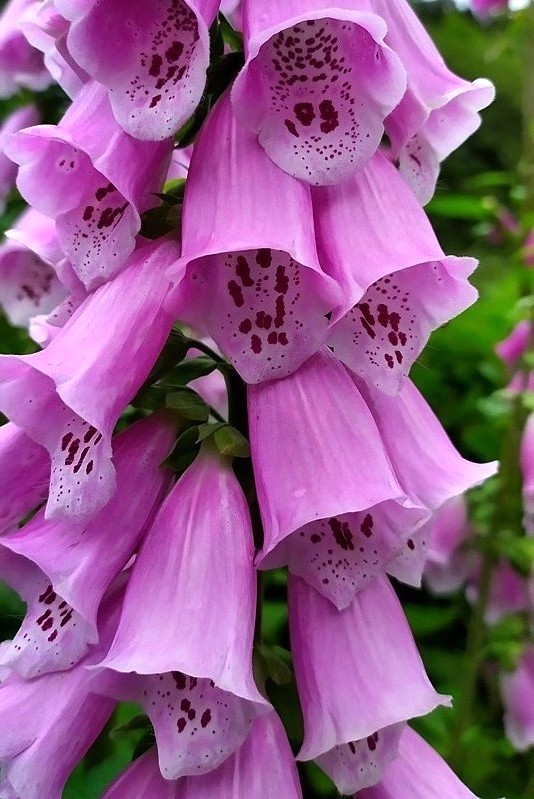 náprstník červený Digitalis purpurea L.