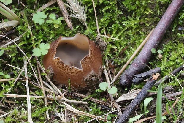 hrobnička Geopora sp.