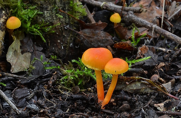 lúčnica horká Hygrocybe mucronella (Fr.) P. Karst.