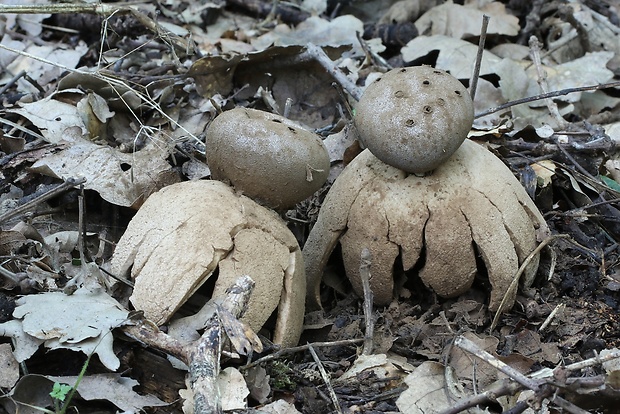 mnohokrčka dierkovaná Myriostoma coliforme (Dicks.) Corda