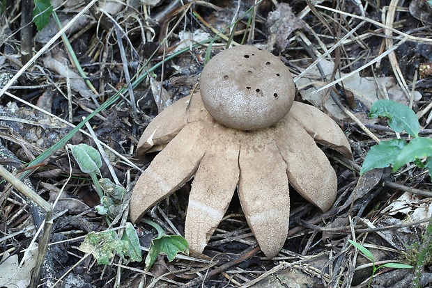 mnohokrčka dierkovaná Myriostoma coliforme (Dicks.) Corda