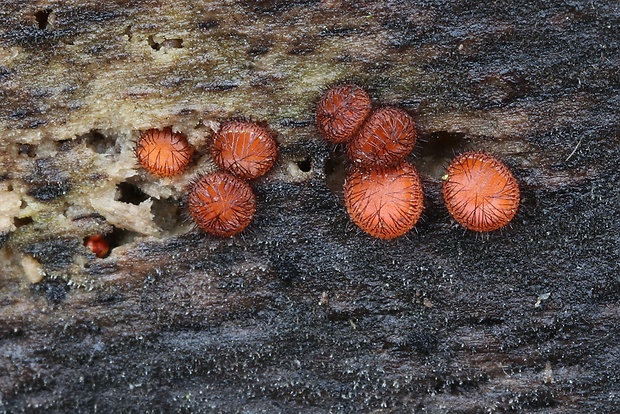 štítovnička Scutellinia sp.