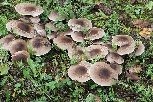 čírovka sivookrová Tricholoma scalpturatum (Fr.) Quél.