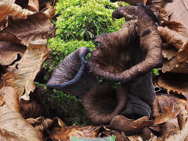 lievik trúbkovitý Craterellus cornucopioides (L.) Pers.