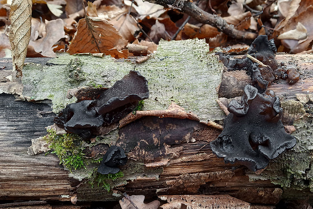 tmavorôsolovec mušľovitý Exidia truncata Fr.