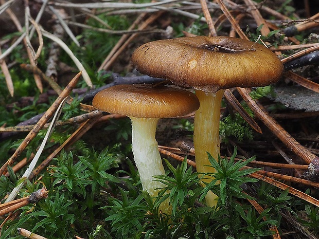 šťavnačka mrazová Hygrophorus hypothejus (Fr.) Fr.