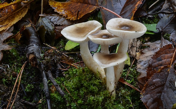 šťavnačka Persoonova Hygrophorus persoonii Arnolds