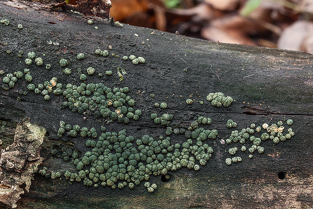 ponorenec Hypocrea sp.