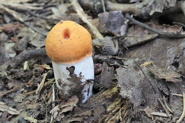 kozák osikový Leccinum albostipitatum den Bakker & Noordel.