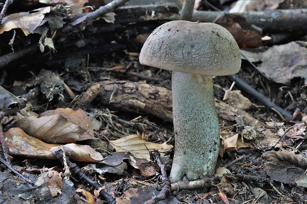 kozák topoľový Leccinum duriusculum (Schulzer ex Kalchbr.) Singer